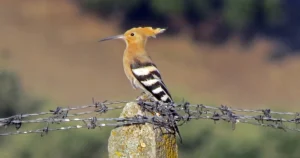 Abubilla posada en alambre de púas con cresta erizida, característica ave de la Sierra de Francia española.