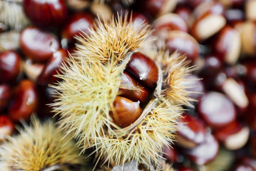 Castañas frescas en su erizo espinoso, fruto típico de la Sierra de Francia en otoño.