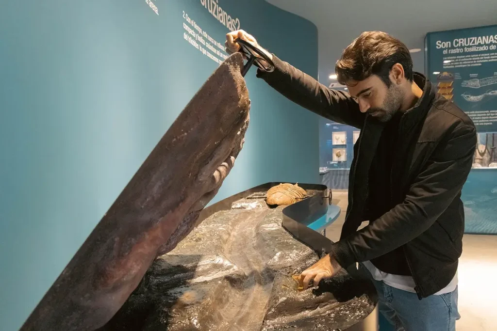 Visitante observa réplica de fósil marino prehistórico en museo de paleontología de la Sierra de Francia, Salamanca.