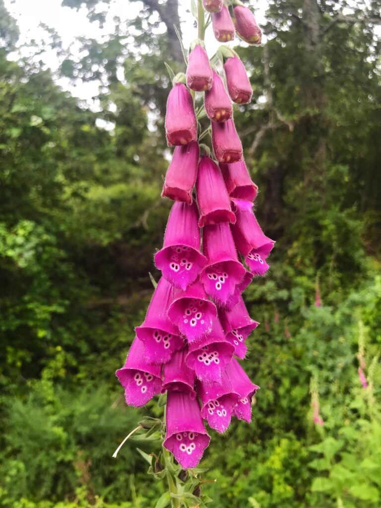 Flores fucsia de Digitalis purpurea en la Sierra de Francia, con estambres blancos visibles en el interior de sus pétalos tubulares.