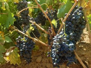 Racimos de uvas negras maduras colgando de las vides en viñedo de El Robledo, Sierra de Francia.
