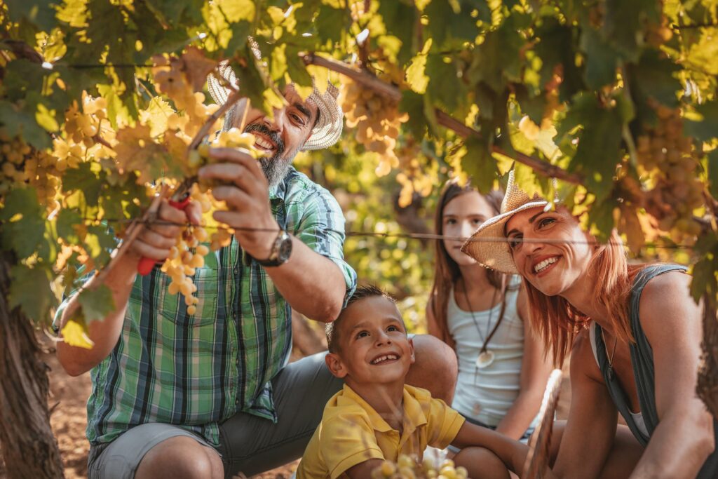 Familia disfrutando en viñedo de la Sierra de Francia, recogiendo uvas durante actividad de ocio.