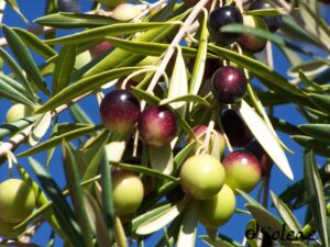 Aceitunas en diferentes estados de maduración en rama de olivo contra cielo azul en la Sierra de Francia.