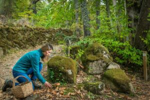 Mujer recogiendo setas en bosque de la Sierra de Francia con canasta, rodeada de rocas musgo y vegetación