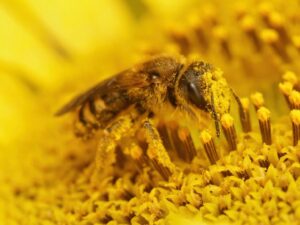 Abeja cubierta de polen amarillo polinizando una flor en la Sierra de Francia, España.