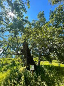 Roble centenario en la Sierra de Francia con cartel informativo, rodeado de vegetación verde y cielo despejado.