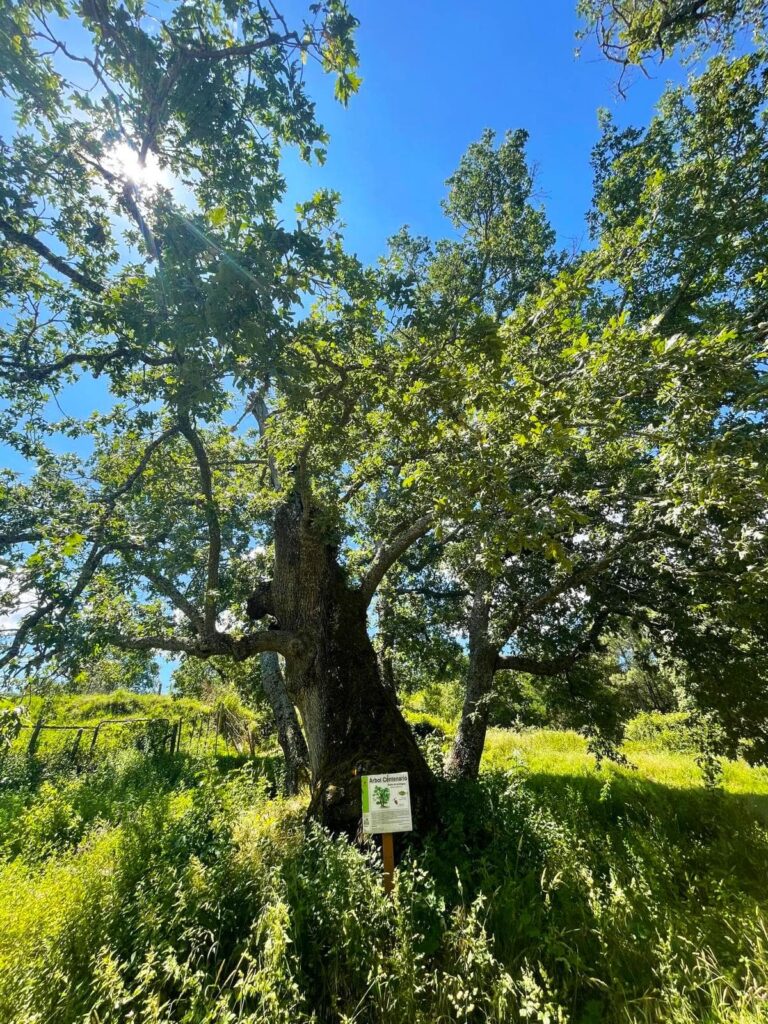 Roble centenario en la Sierra de Francia con cartel informativo, rodeado de vegetación verde y cielo despejado.