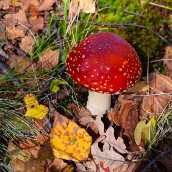 Amanita muscaria roja con puntos blancos en bosque otoñal de la Sierra de Francia