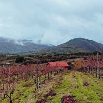 Viñedos en otoño de la Sierra de Francia con montañas al fondo y cielo nublado