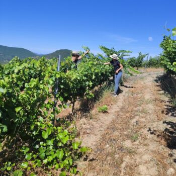 Viñedos tradicionales en la Sierra de Francia con dos visitantes entre las vides verdes bajo cielo azul.