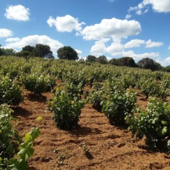 Viñedos de la Sierra de Francia con plantas verdes, tierra roja y árboles al fondo bajo cielo azul