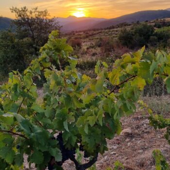 Viñedos de la Sierra de Francia al atardecer con montañas al fondo y sol dorado en el horizonte.