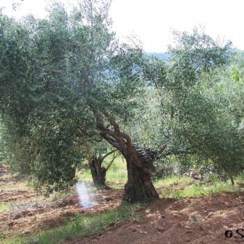 Antiguo olivo centenario con tronco retorcido en el valle de la Sierra de Francia, rodeado de vegetación verde.