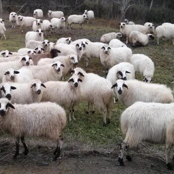 Rebaño de ovejas blancas con marcas negras pastando en la Sierra de Francia, Quesería Amado Charra.