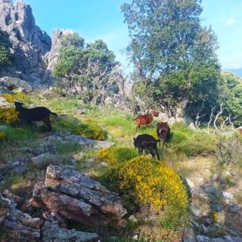 Rebaño de cabras pastando en paisaje montañoso rocoso de la Sierra de Francia con vegetación verde y flores amarillas