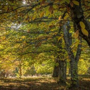 Túnel de castaños en otoño con hojas doradas, Sierra de Francia. Luz solar filtra entre ramas frondosas.