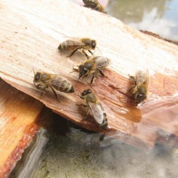 Abejas obreras descansando en madera húmeda junto al agua en la Sierra de Francia
