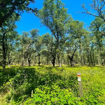 Robledal frondoso con árboles centenarios, vegetación verde exuberante y sendero marcado para bicicleta de montaña en la Sierra de Francia.